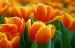oranzove-tulipany